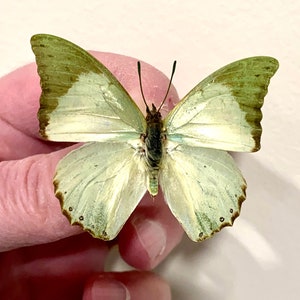 Insecto Mariposa Polilla Nymphalidae Charaxes montis-Rara Belleza Africana Verde-Sin montar-Alas plegadas-Lote de 5 especímenes!