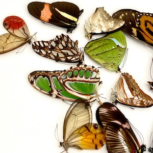 Insect Lepidoptera Butterfly-Random Beautiful mixed Peruvian Butterflies-Wholesale Prices!