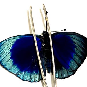 Insect Butterfly Moth Nymphalidae Asterope leprieuri -Leprieur's glory butterfly-Gorgeous Colours-Wings Folded/Unmounted!