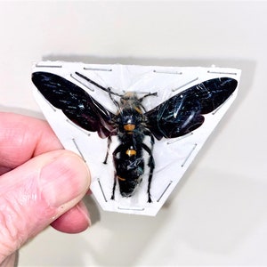 Insect Hymenoptera Wasp Megascolia procer-Giant Scoliid Wasp-Spread and Unmounted!