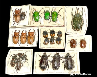 Insects Entomology Wholesale-Cool Lot of 23 Mixed Beetles-Coleoptera-Cetonidae-SPECIAL OFFER No. 2!