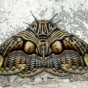Graellsia isabellae 92mm 2頭限り Graellsia isabellae 92mm 2頭限り