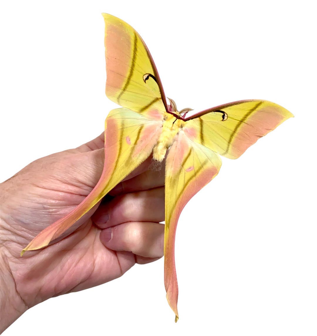 昆虫、蝶、蛾、Actias rhodopneuma - ピンク スピリット モス - 未装着