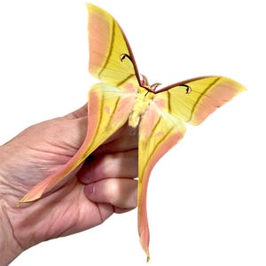 Insect Butterfly Moth Actias rhodopneuma-Pink Spirit Moth-Unmounted-Wings Folded Male-Perfect Quality!!!