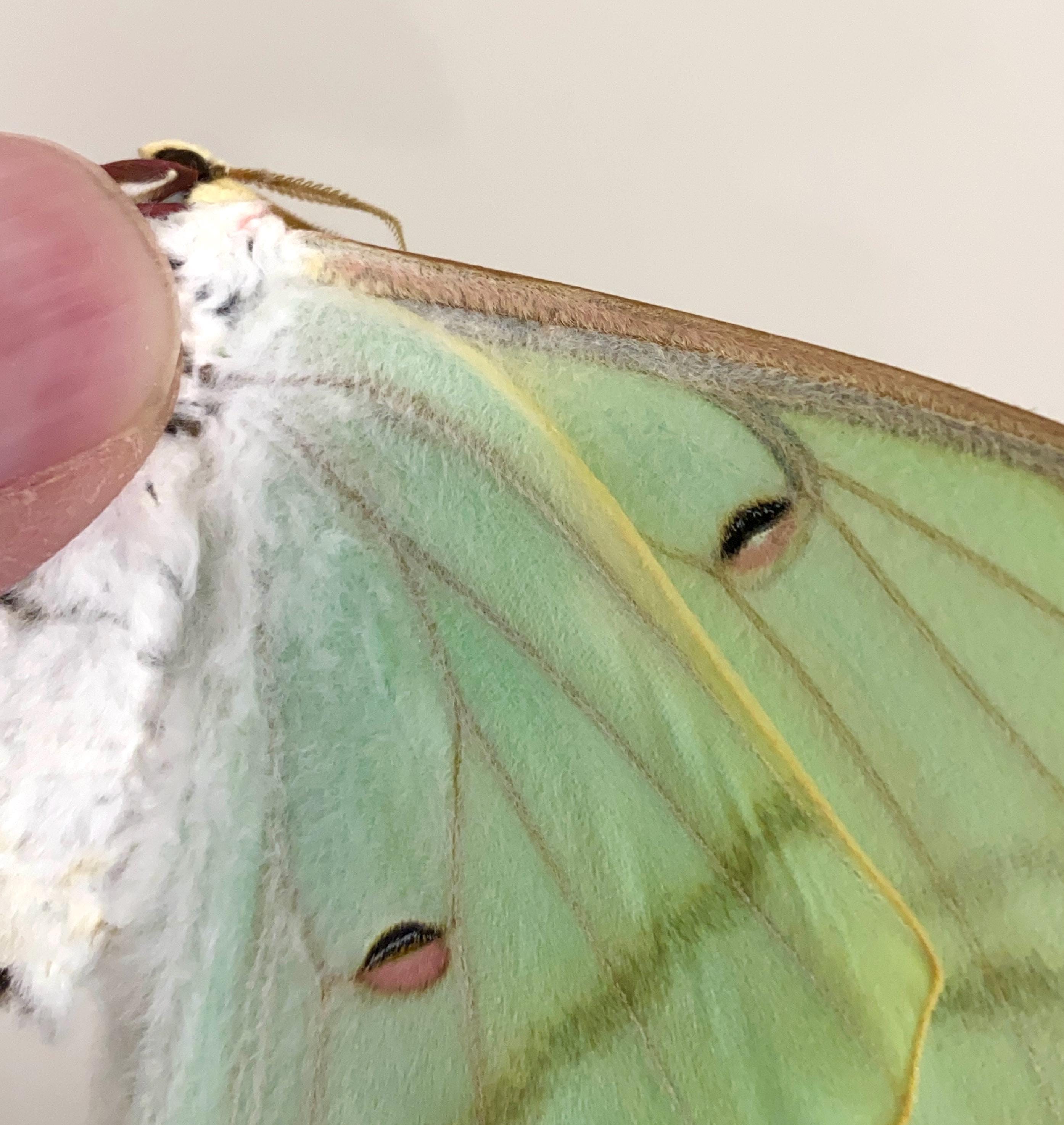 昆虫、蝶、蛾、Actias rhodopneuma - ピンク スピリット モス - 未