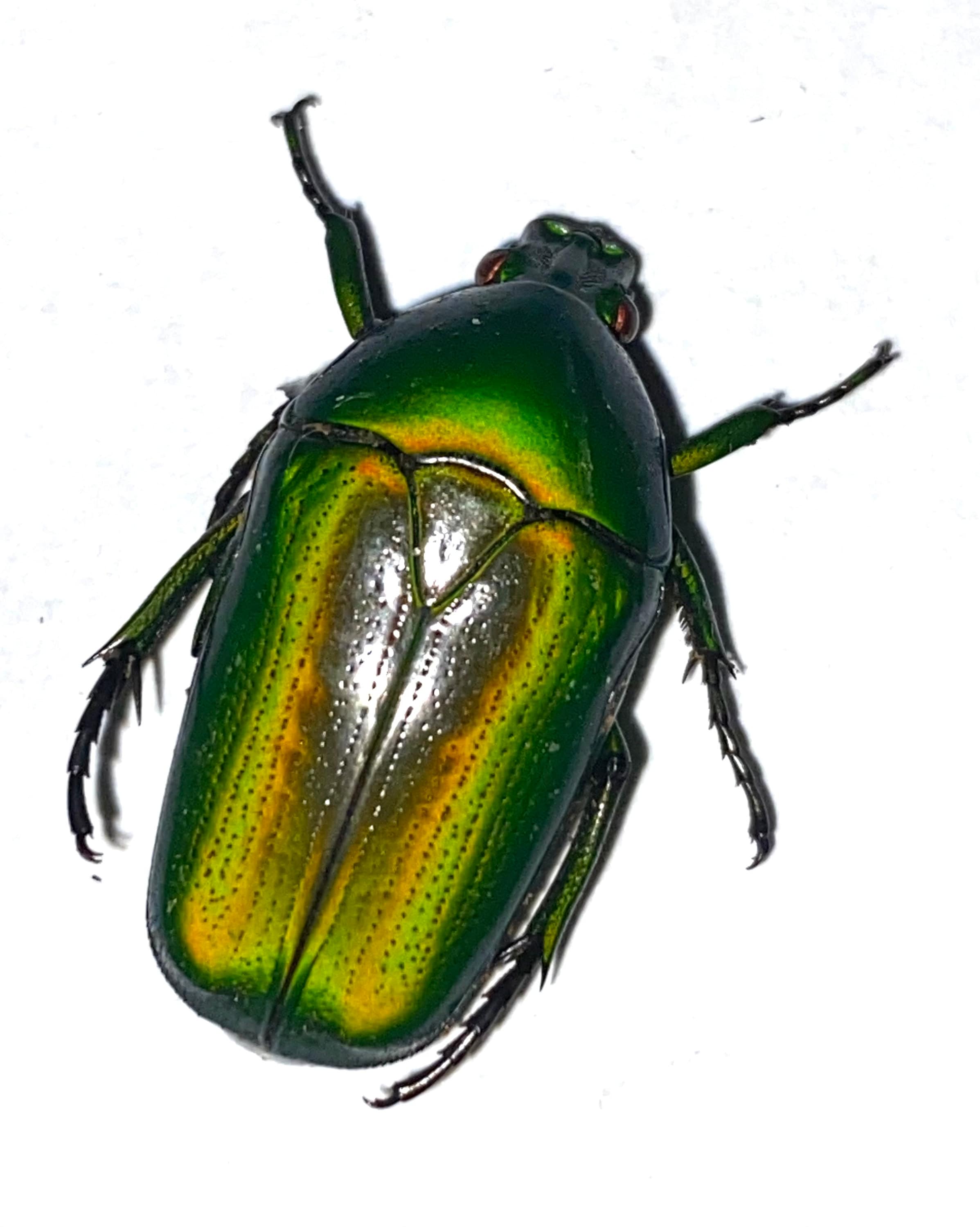 昆虫 甲虫 虫 鞘翅目 ハナムグリ科 Chlorocala africana camerounica