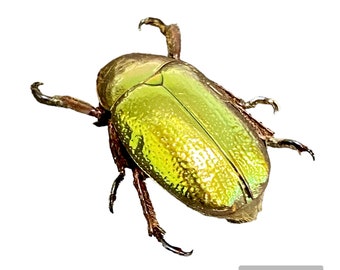 Insect Beetle Coleoptera Chrysina chrysargyrea-Rare Gold Form Beauty-Lesser Quality for Artwork!