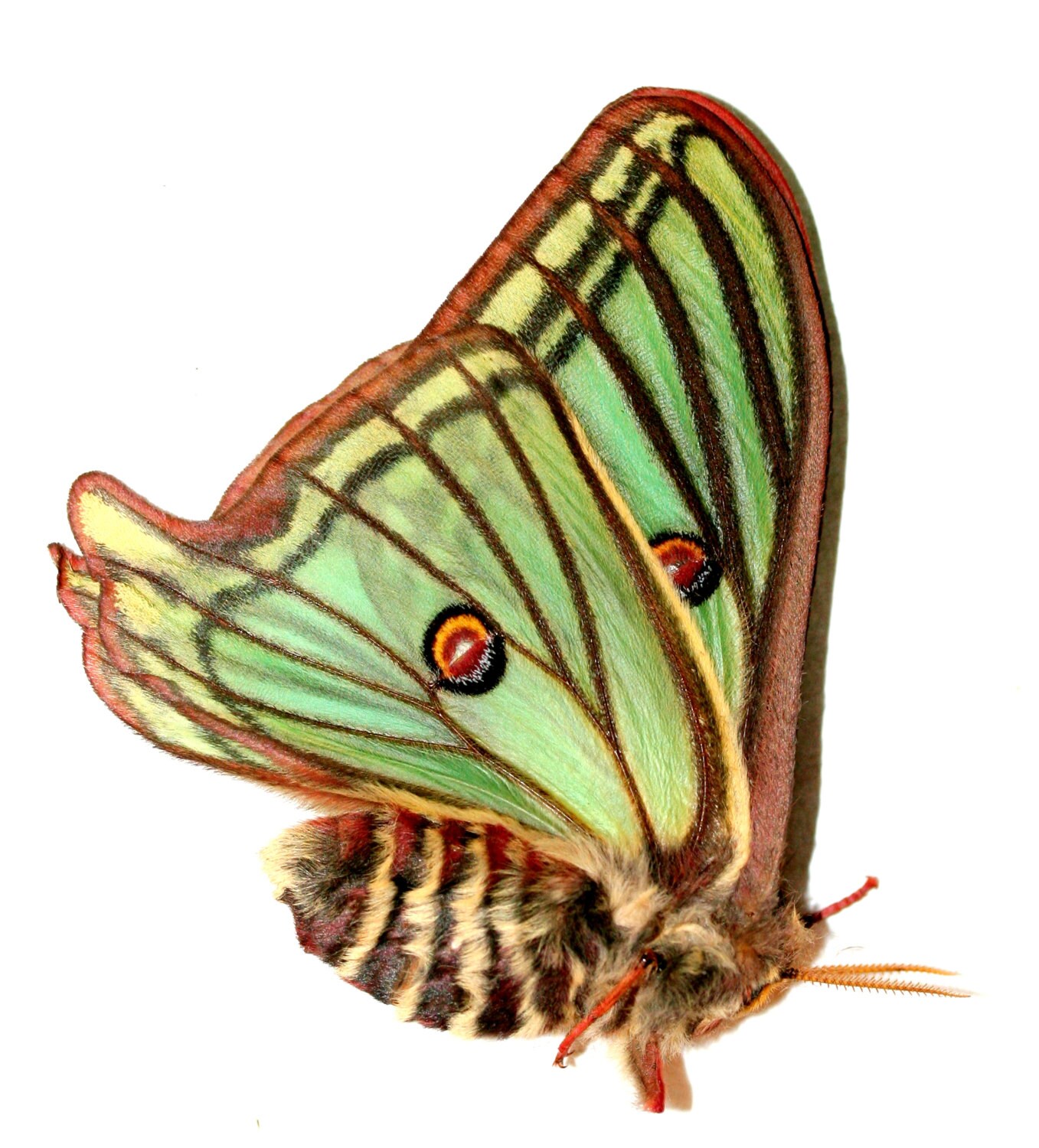昆虫蝶蛾 Actias Graellsia isabellae-Rare メス スパニッシュ ムーン