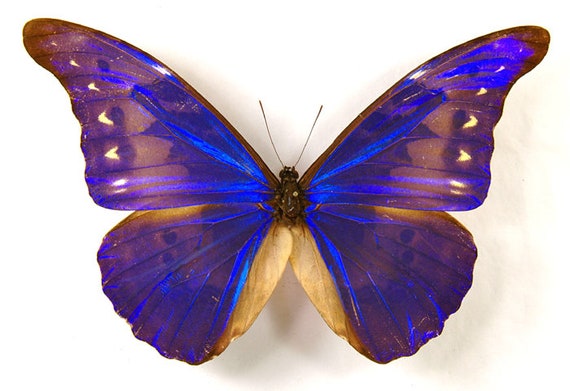 Insect Butterfly Moth Morphidae Morpho Rhetenor Cacica-a1