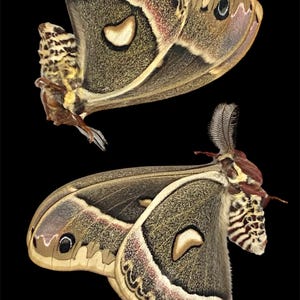 Insect Butterfly Moth Saturniidae Hyalophora gloveri-Hybrid-Glover&#39;s Silk Moth-Unmounted-Wings Folded-Pair-Rarely Offered!