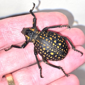 Insect Beetle Bug Coleoptera Curculionidae Weevil Brachycerus ornatus-Huge African Weevil-Unmounted!