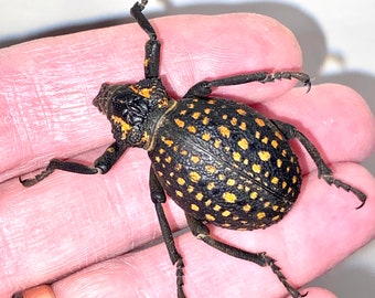 Insect Beetle Bug Coleoptera Curculionidae Weevil Brachycerus ornatus-Huge African Weevil-Unmounted!