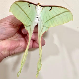 Insect Butterfly Moth Actias rhodopneuma-Pink Spirit Moth-Unmounted-Wings Folded FEMALE-Rare-Perfect Quality!!!