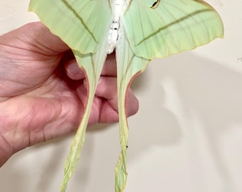 Actias dubernardi まとめて4♂セット Actias dubernardi まとめて4♂セット 2x Actias Dubernardi