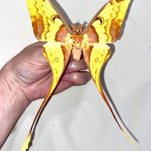 Insect Butterfly Moth Saturniidae Actias maenas-Malaysian Moon Moth!-MALE-Unmounted and Wings Folded!
