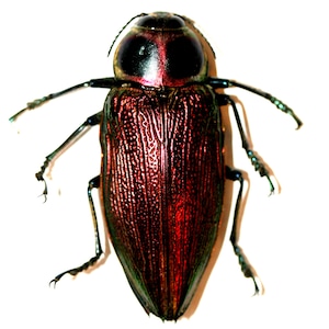 アフリカタマムシ（Sternocera pulchra）本物の昆虫 - Etsy 日本