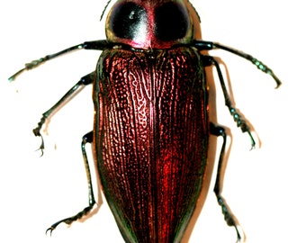 Very Rare Jewel Beetle Framed Specimen - Calodema Suhandae - Etsy