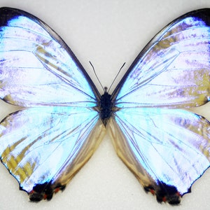 Puede incluir: Una mariposa grande, azul iridiscente con marcas negras y rojas en sus alas. La mariposa está montada sobre un fondo blanco.