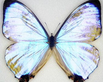 昆虫蝶蛾 Actias Graellsia isabellae-Rare メス スパニッシュ ムーン