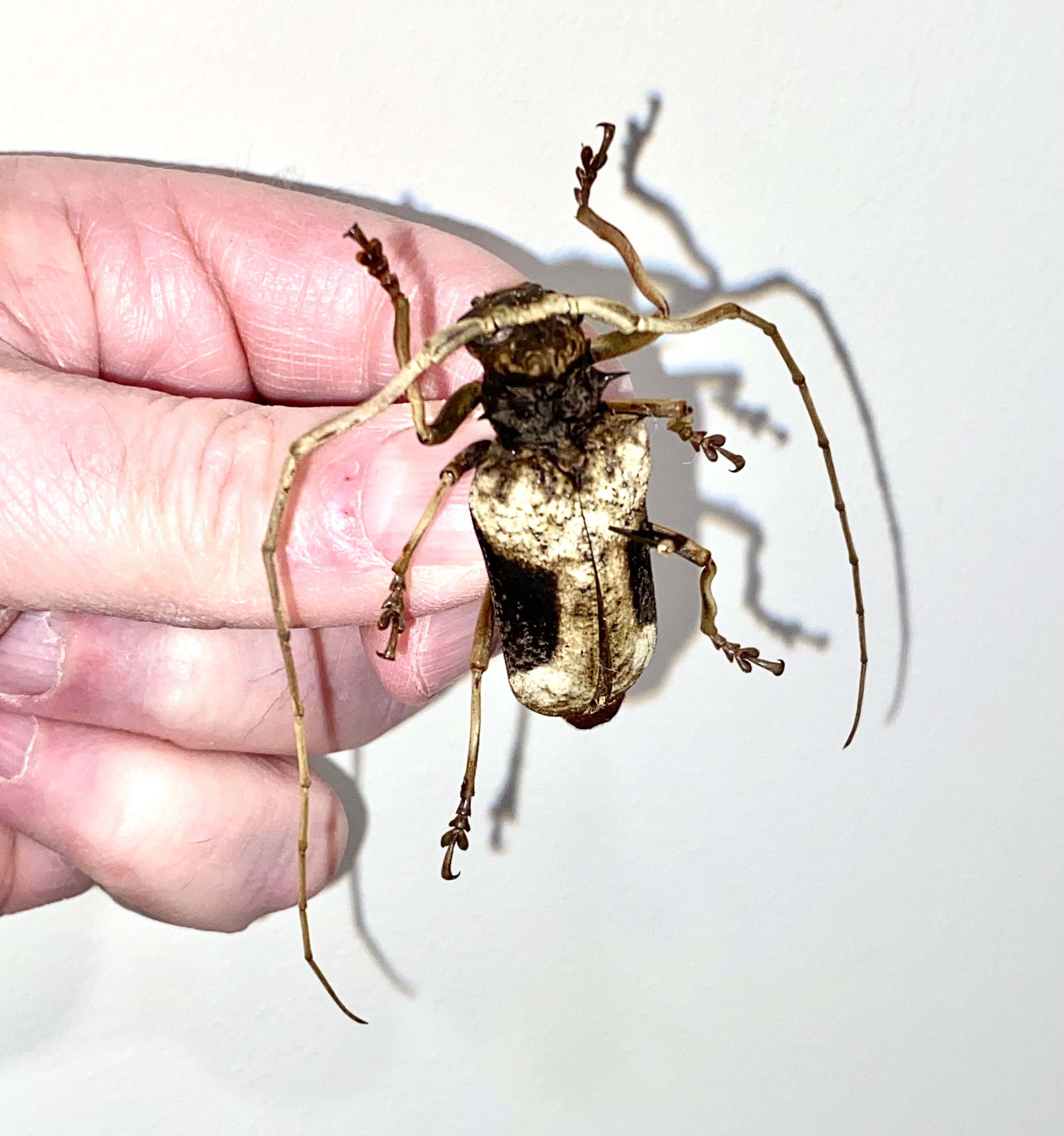 Insect Beetle Coleoptera Cerambycidae Petrognatha - Etsy