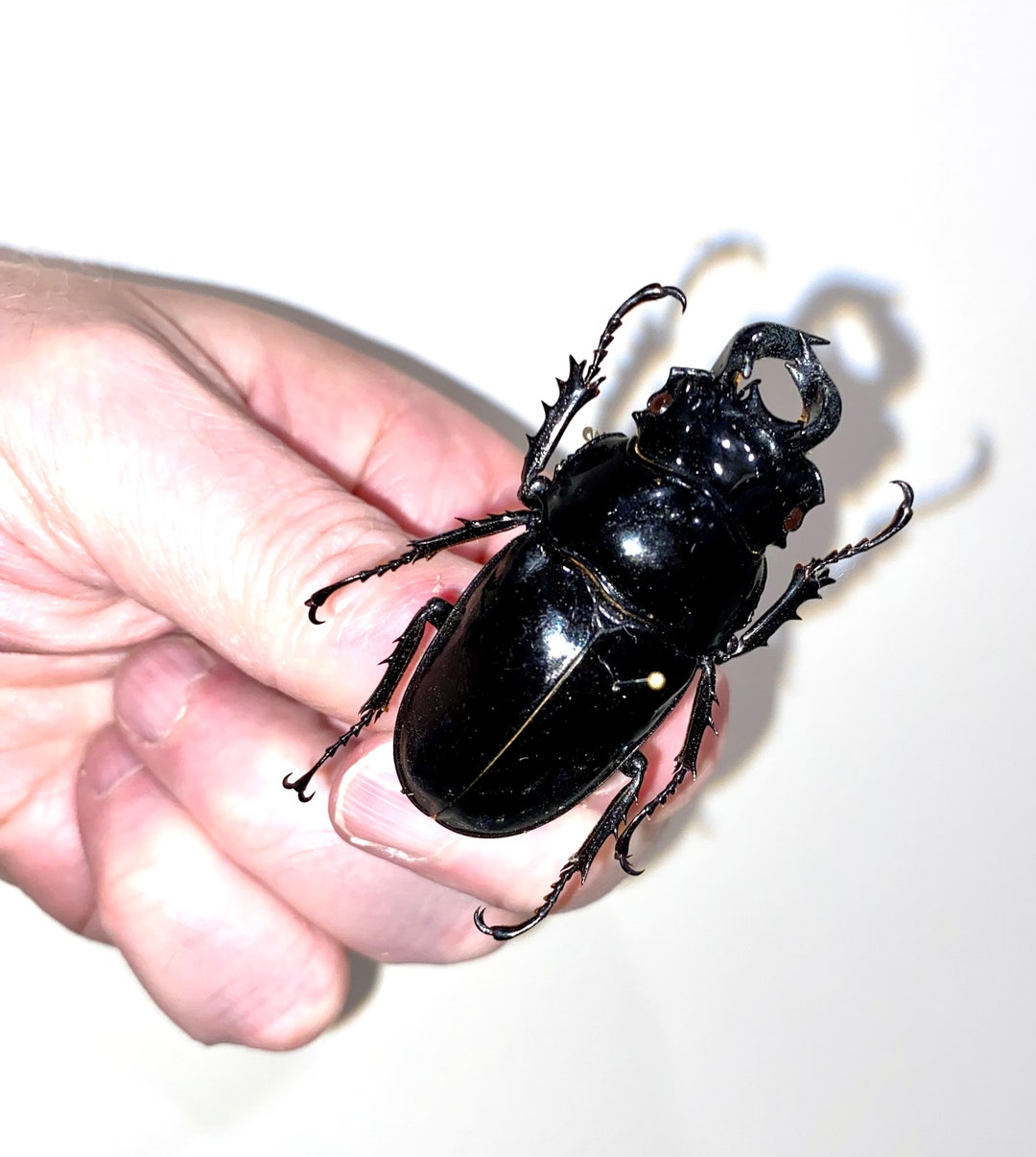 Insect Beetle Bug Coleoptera Lucanidae Mesotopus Tarandus