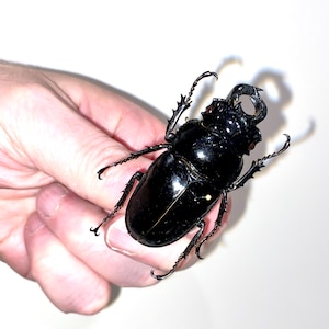 Insect Beetle Bug Coleoptera Lucanidae Mesotopus tarandus-Huge Horned African Beetle image 1