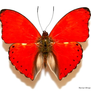 Puede incluir: Una mariposa de color rojo vibrante con bordes alares negros y pequeñas manchas negras a lo largo de los márgenes inferiores. El insecto presenta antenas negras finas y un cuerpo marrón oscuro con vello marrón claro en la base. El texto Wynlyn-Wings Inc. es visible.