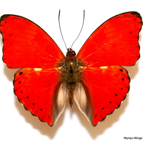 Insect Butterfly Moth Nymphalidae Cymothoe coccinata-Beautiful Red Glider-Lesser Quality-Wings Folded!!!