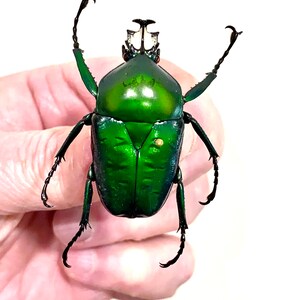 Insektenkäfer Coleoptera Cetoniidae Blumenkäfer-Dicronorhinna oberthuri-Cool!!