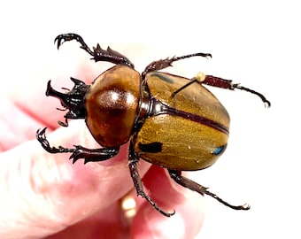 Buprestidae - Calodema Suhandae 40mm+ A1 From W.papua!! - Etsy