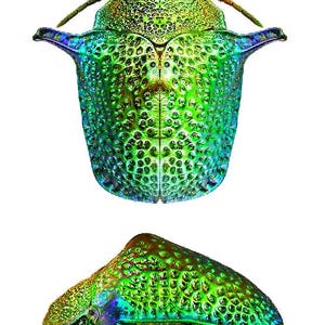 Puede incluir: Dos vistas detalladas de un escarabajo joya, mostrando su exoesqueleto iridiscente verde, azul y dorado. La vista superior destaca el dorso del escarabajo, mientras que la vista inferior presenta un perfil lateral, revelando su superficie texturizada.