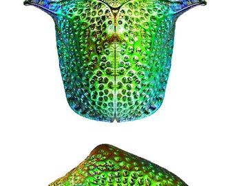 Insekt Käfer Käfer Käfer Coleoptera Chrysomelidae Omoceruschampioni-Schildkröte Käfer-Selten!