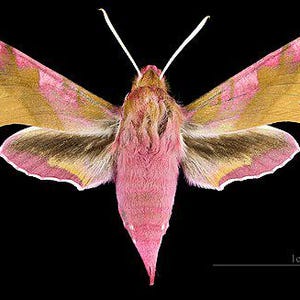 Puede incluir: Imagen detallada de una polilla con alas rosas y doradas, sobre un fondo negro. El cuerpo de la polilla es de un rosa vibrante, y las alas muestran un degradado de tonos rosas y dorados. Se ve una barra de escala de 1 cm.
