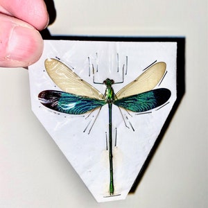 Insect Odonata Damselfly Dragonfly Neurobasis chinensis-Metallic Green iridescence-1 Mounted Specimen!