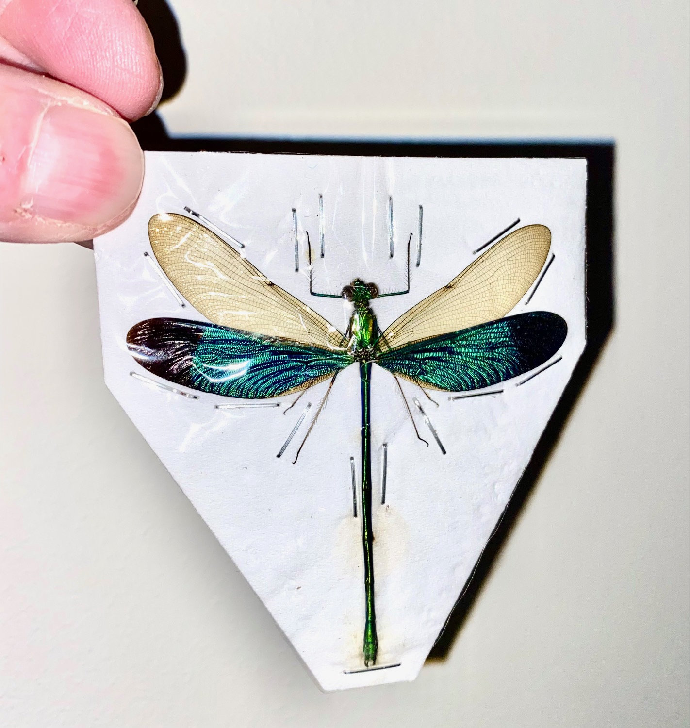 Stunning Dragonfly In Display Case | Neurobasis Chinensis Florida - Foto 11