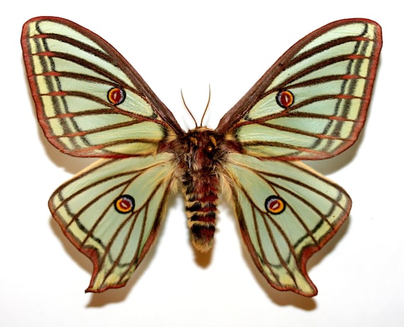 イザベラミズアオ ♂ Graellsia isabellae 【公式通販】