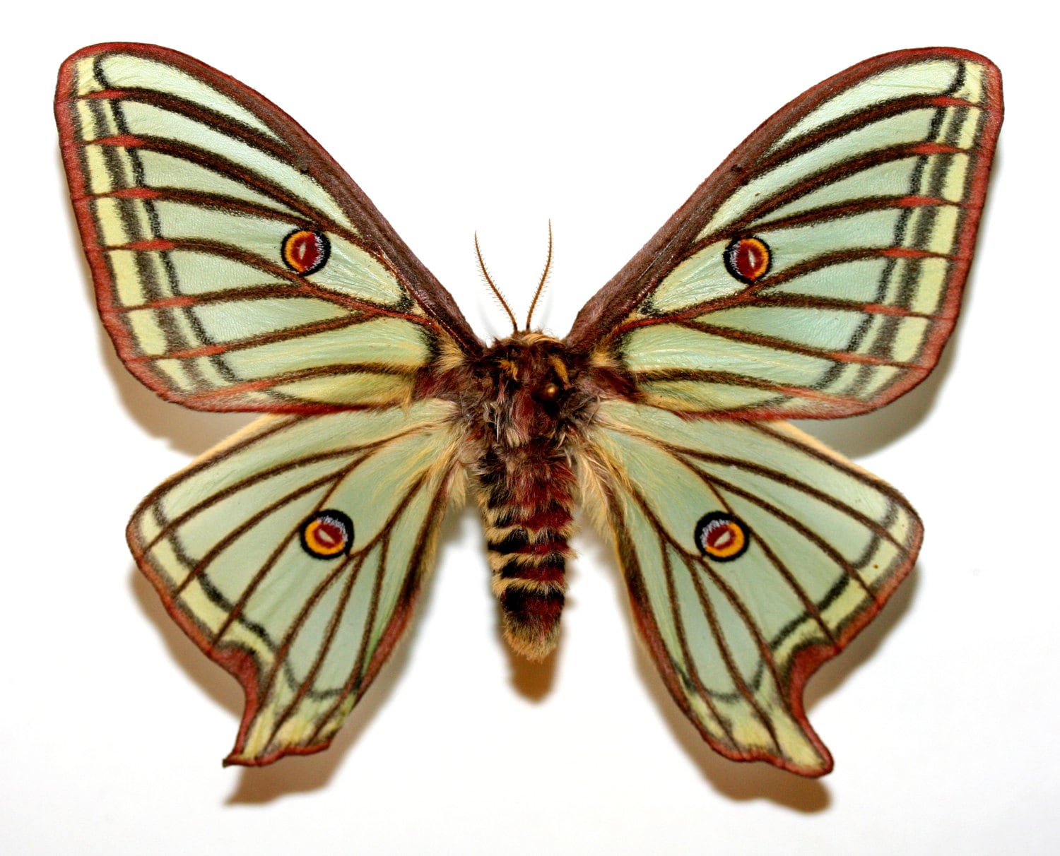 昆虫蝶蛾 Actias Graellsia isabellae-Rare メス スパニッシュ ムーン