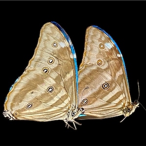 Puede incluir: Dos mariposas con alas marrones y beige, cada una con patrones circulares. Los bordes de las alas son azules. Las mariposas se destacan sobre un fondo negro. La imagen resalta los intrincados detalles de las mariposas.