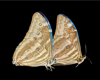 昆虫蝶蛾 Actias Graellsia isabellae-Rare メス スパニッシュ ムーン