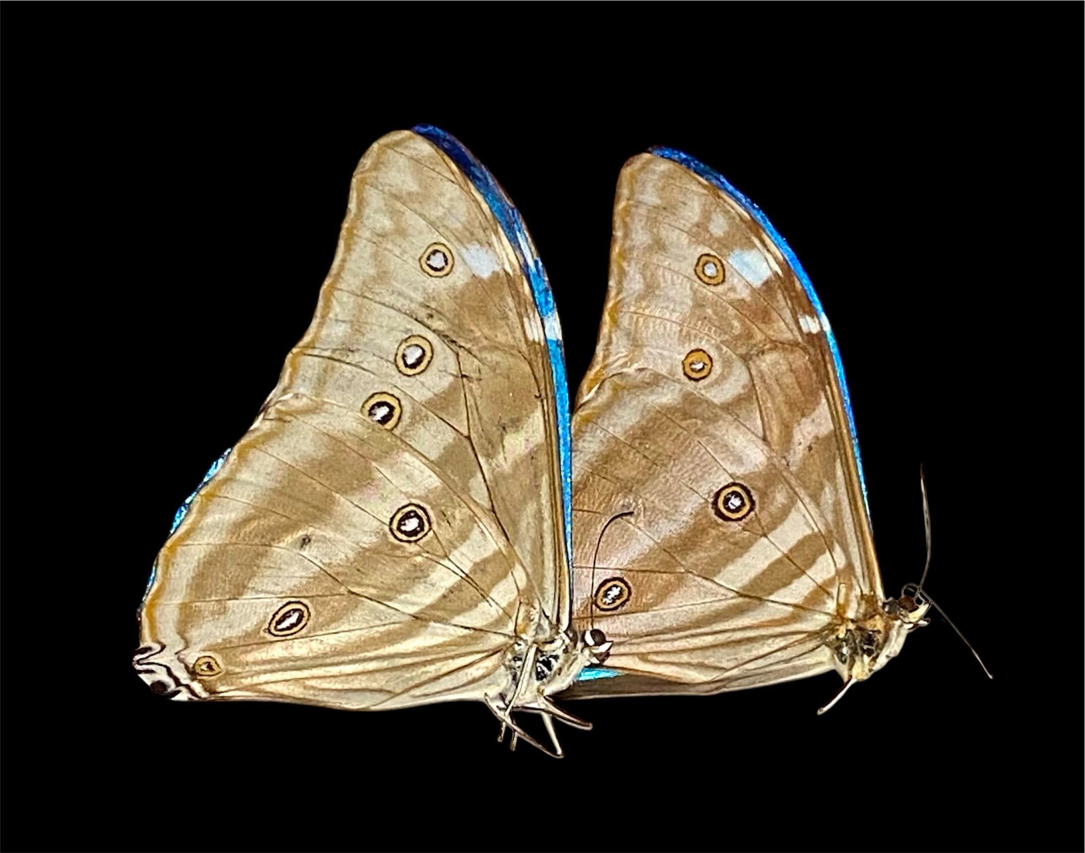 Framed Butterfly Collection Morpho - Etsy