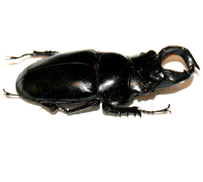 Insect Beetle Bug Coleoptera Lucanidae Mesotopus tarandus-Huge Horned African Beetle image 3
