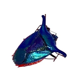 May include: A close-up of a beetle with iridescent blue and green wings. The wings have a textured appearance and are edged with red. The beetle's body is a dark blue color, and it has delicate antennae.