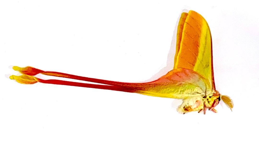 Insect Butterfly Moth Saturniidae Actias Dubernardi-chinese Beauty-male ...