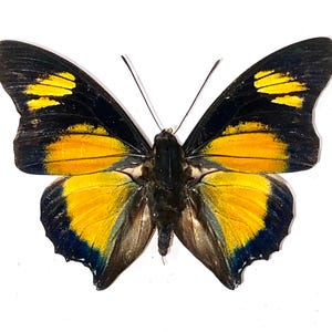Könnte beinhalten: Ein Schmetterling mit schwarzen, gelben und blauen Flügeln, vor einem weißen Hintergrund. Die Flügel weisen ein auffälliges Muster aus Gelb und Schwarz mit blauen Akzenten an den Rändern auf. Der Körper des Schmetterlings ist dunkel, und seine Fühler sind sichtbar.