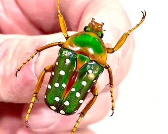Insect/Beetle/Coleoptera/Cetoniidae/Flower Beetle-Stephanorrhina bella-Christmas Colours!