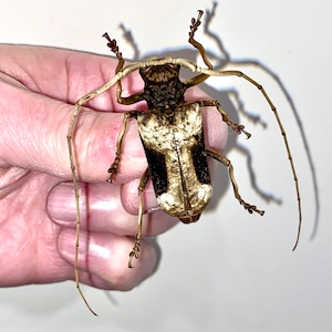 Insekten Käfer Coleoptera Cerambycidae Petrognatha gigas