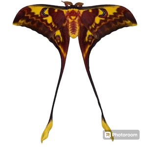May include: A large moth with expansive wings featuring a vibrant pattern of deep maroon and bright yellow. The wings have elongated, tail-like extensions at the bottom that taper into yellow tips. The central body is textured with maroon and yellow.