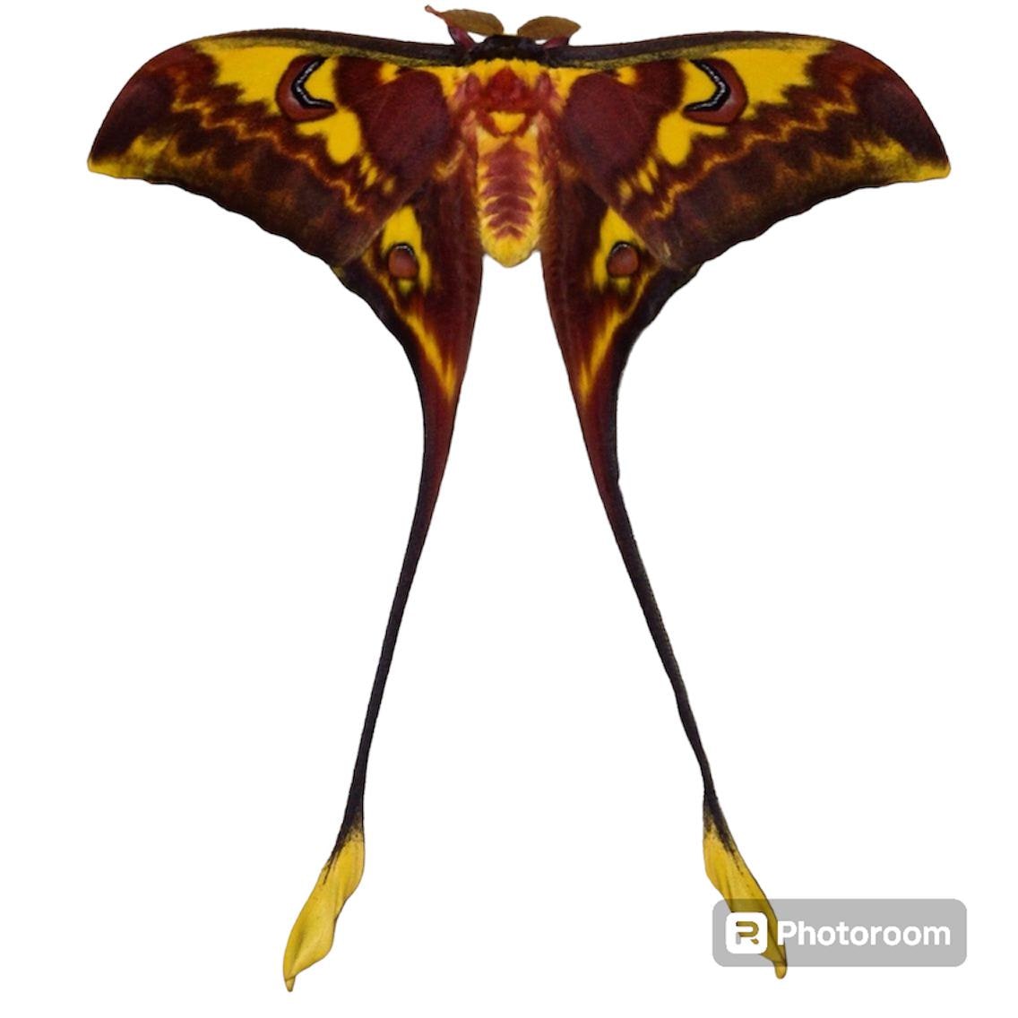 Insect Butterfly Moth Saturniidae Actias Isis-rare Shooting Star Moon ...