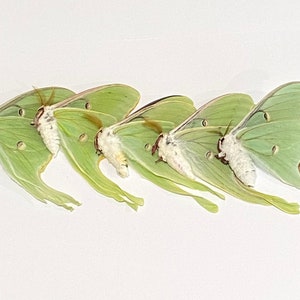 Insect Butterfly Moth 5 x Actias luna-Beautiful American Moon Moth-Unmounted-Wings Folded Male-Fresh Specimen!!!