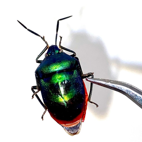 Insect/Beetle/Coleoptera/Hemiptera-Green Harlequin Beetle Stink Bug! Indonesia!